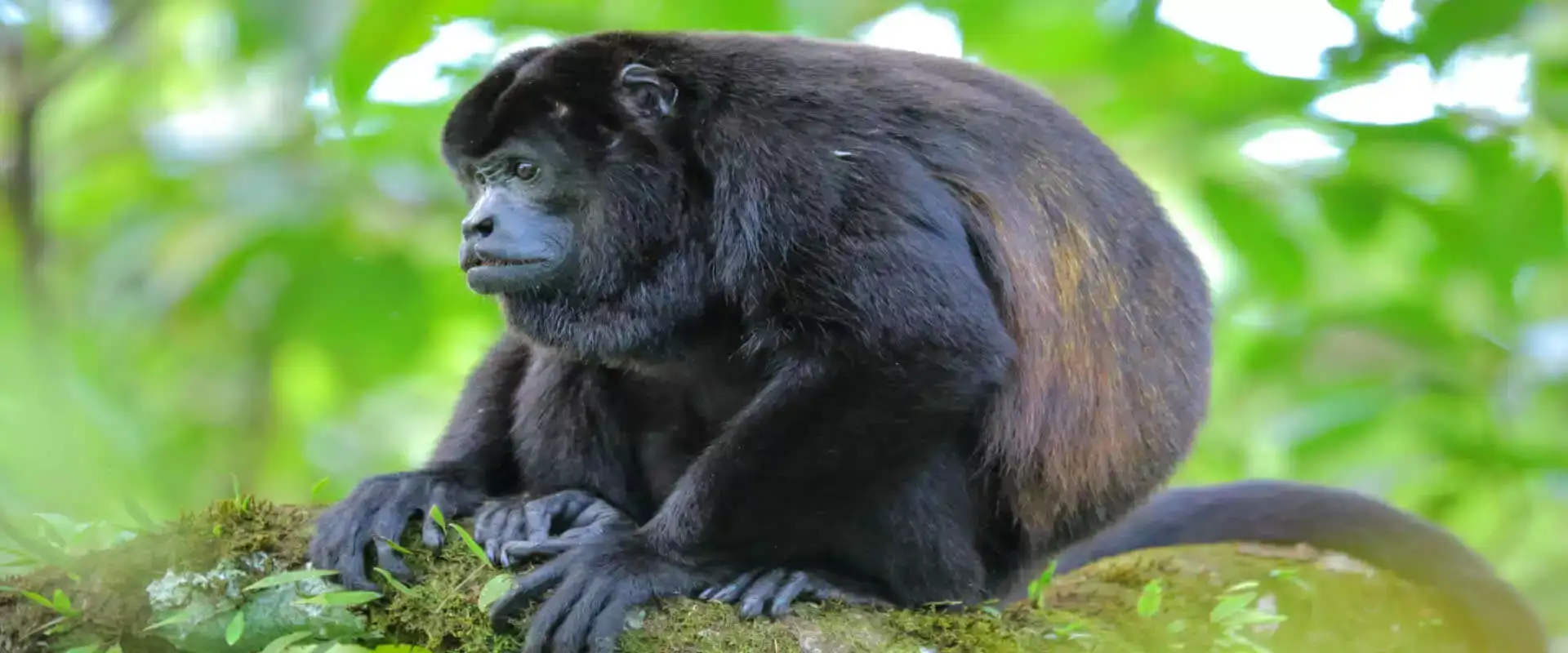 Tour Parque Nacional Corcovado (1 día) | Costa Rica