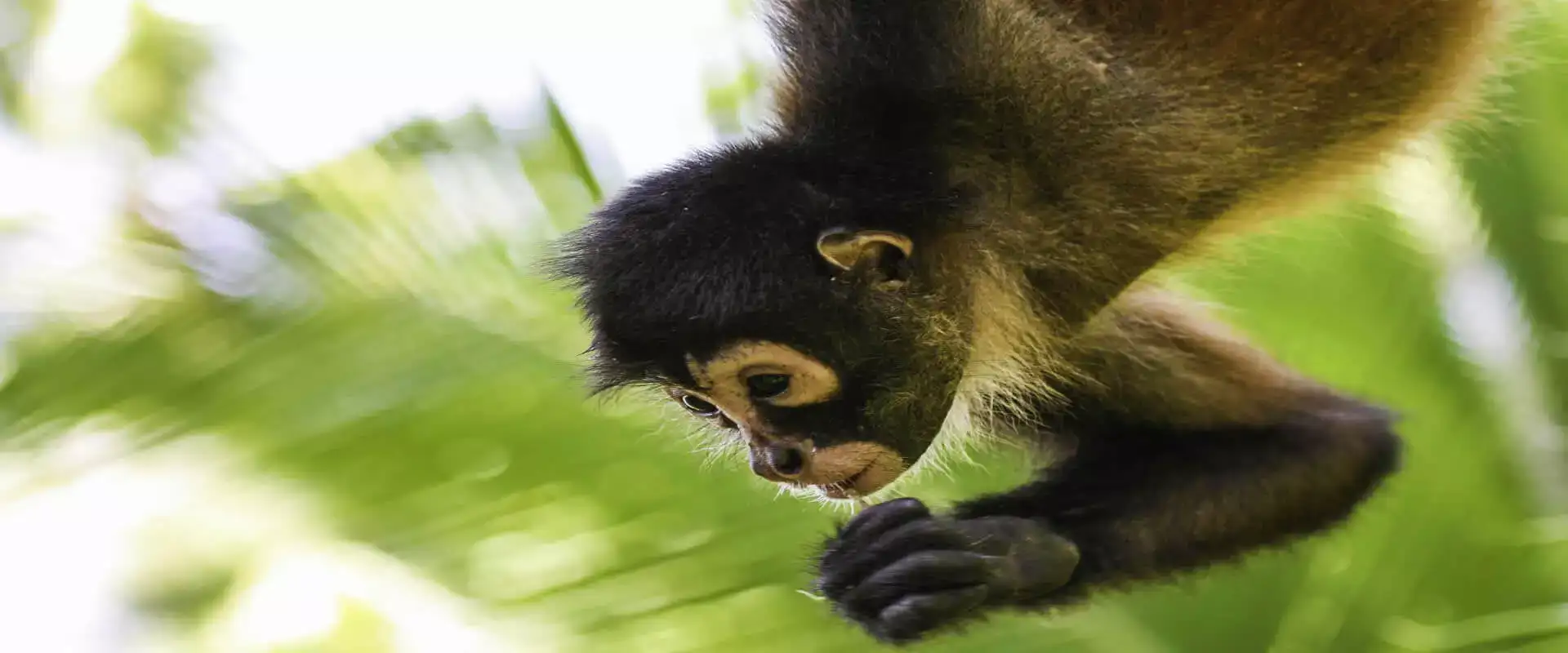 Corcovado National Park Tour | Costa Rica