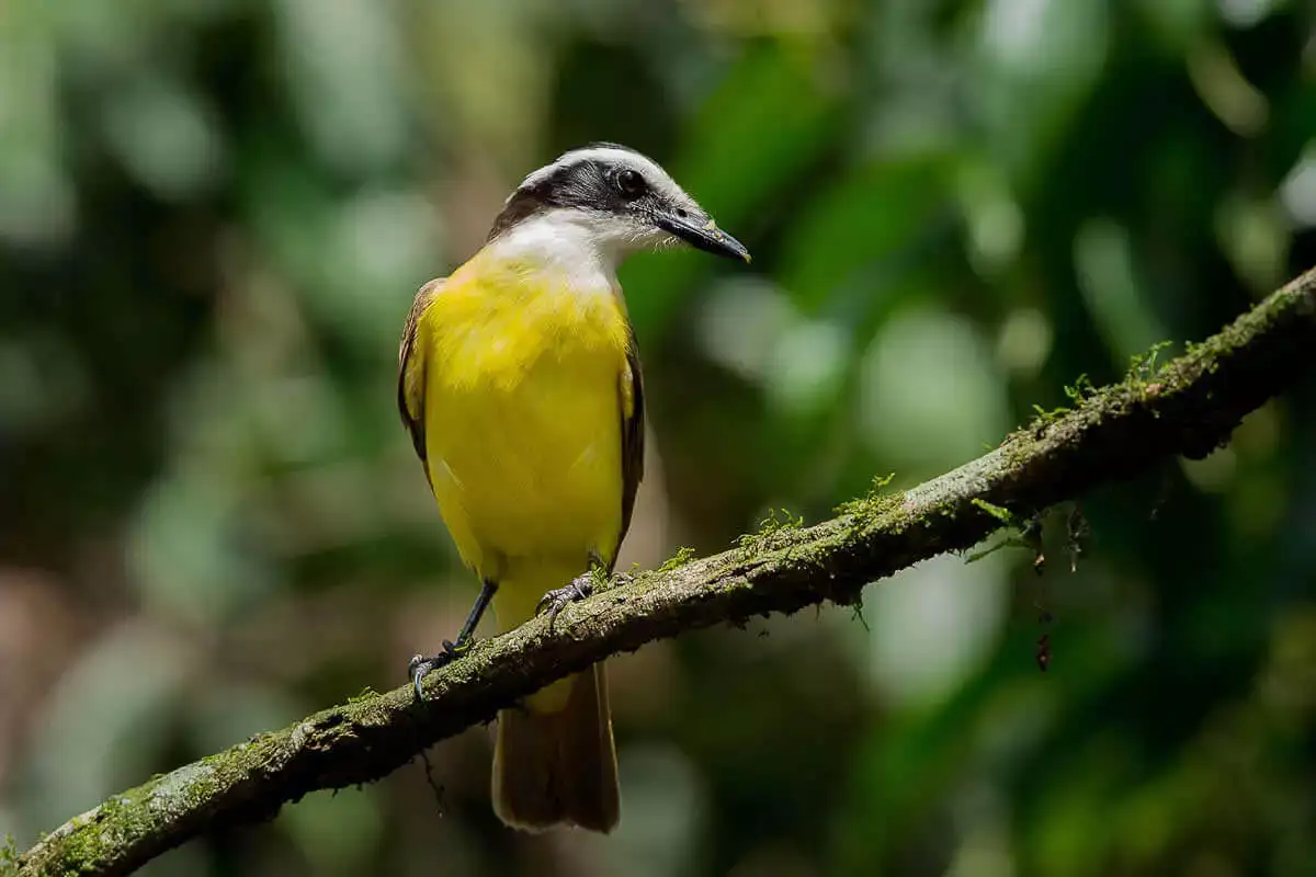 Bird Watching Carara National Park