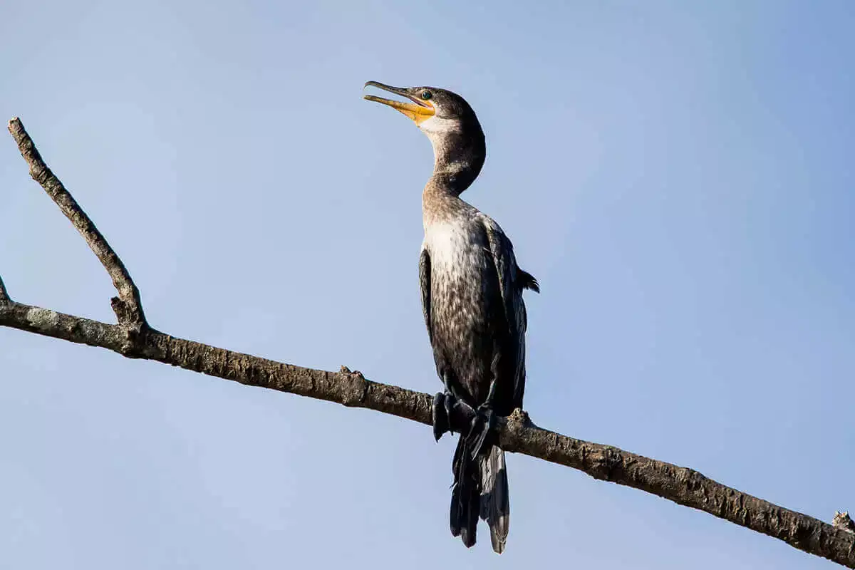 Bird Watching Carara National Park