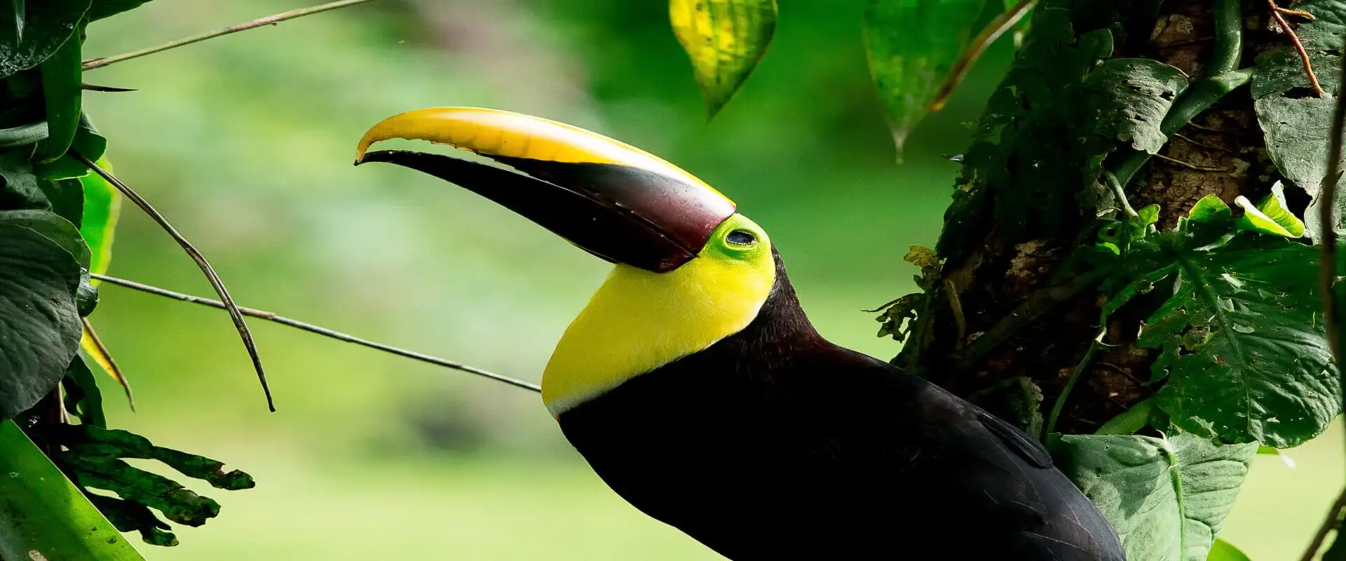 Observación de Aves Parque Nacional Carara | Costa Rica