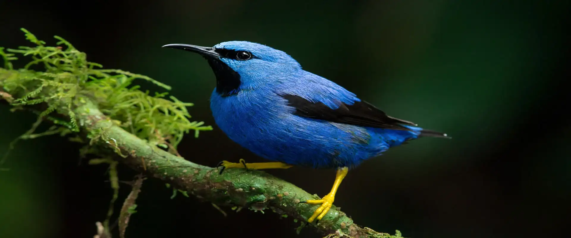 Carara National Park Birding Tour | Costa Rica