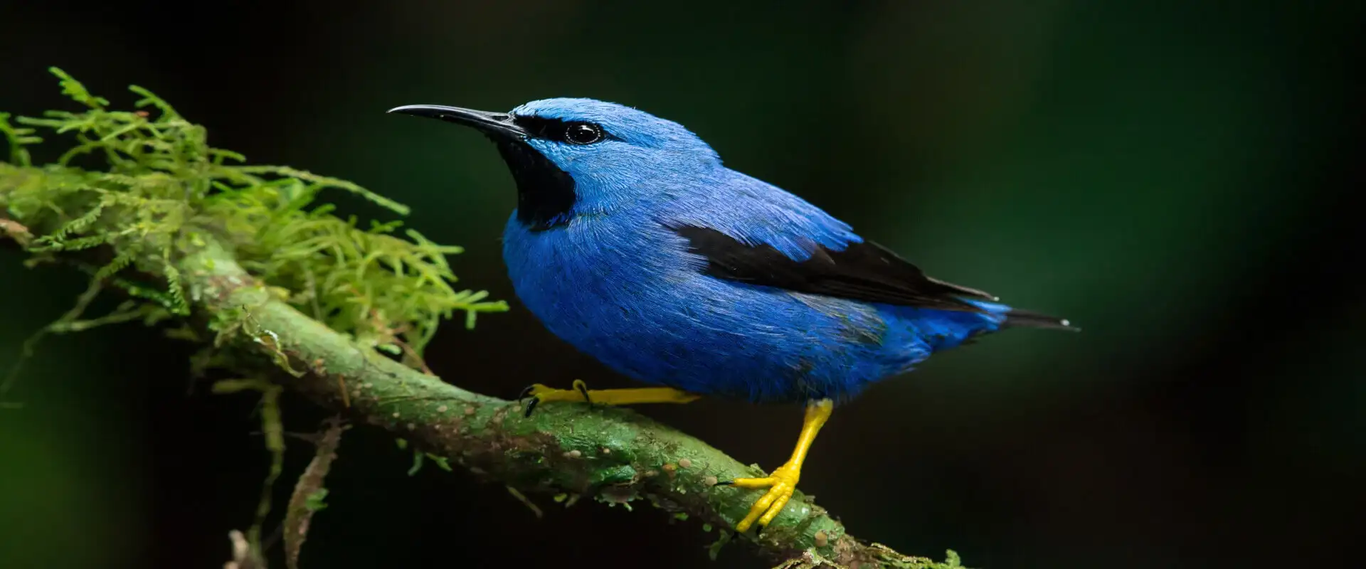 Observación de Aves Parque Nacional Carara | Costa Rica