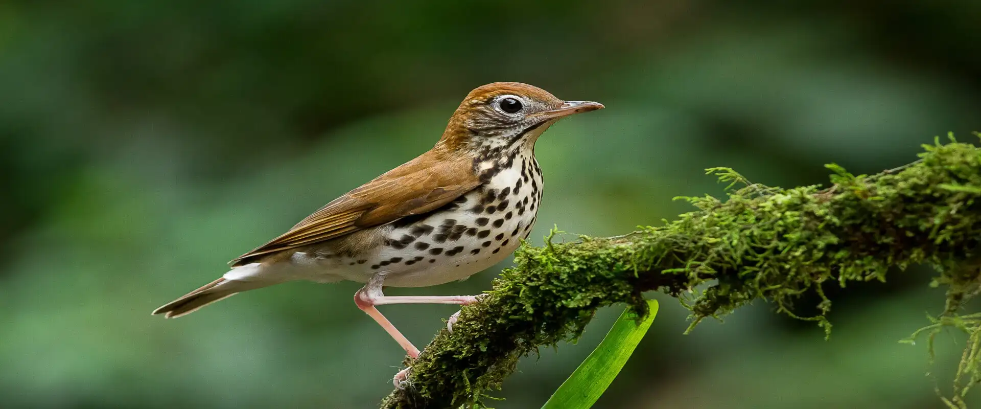 Observación de Aves  | Costa Rica Jade Tours