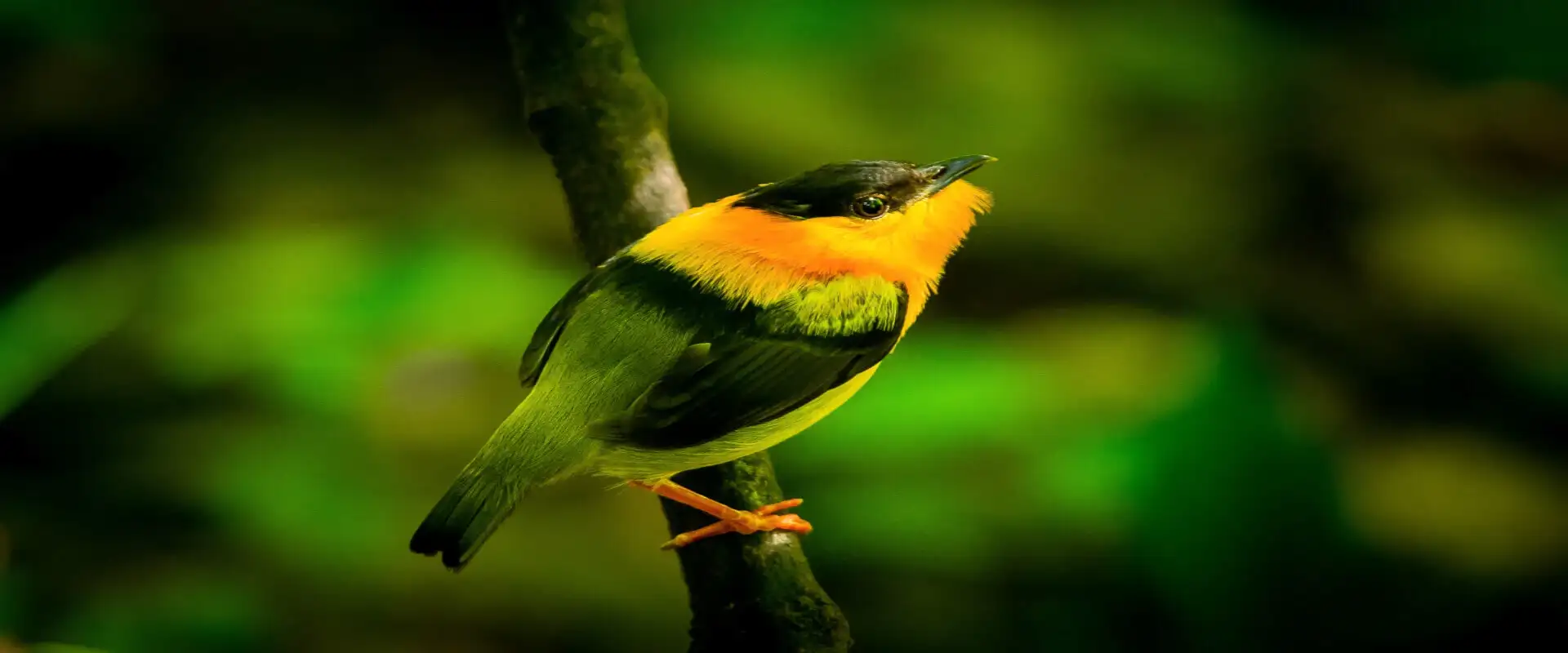 Observación de Aves Parque Nacional Carara | Costa Rica