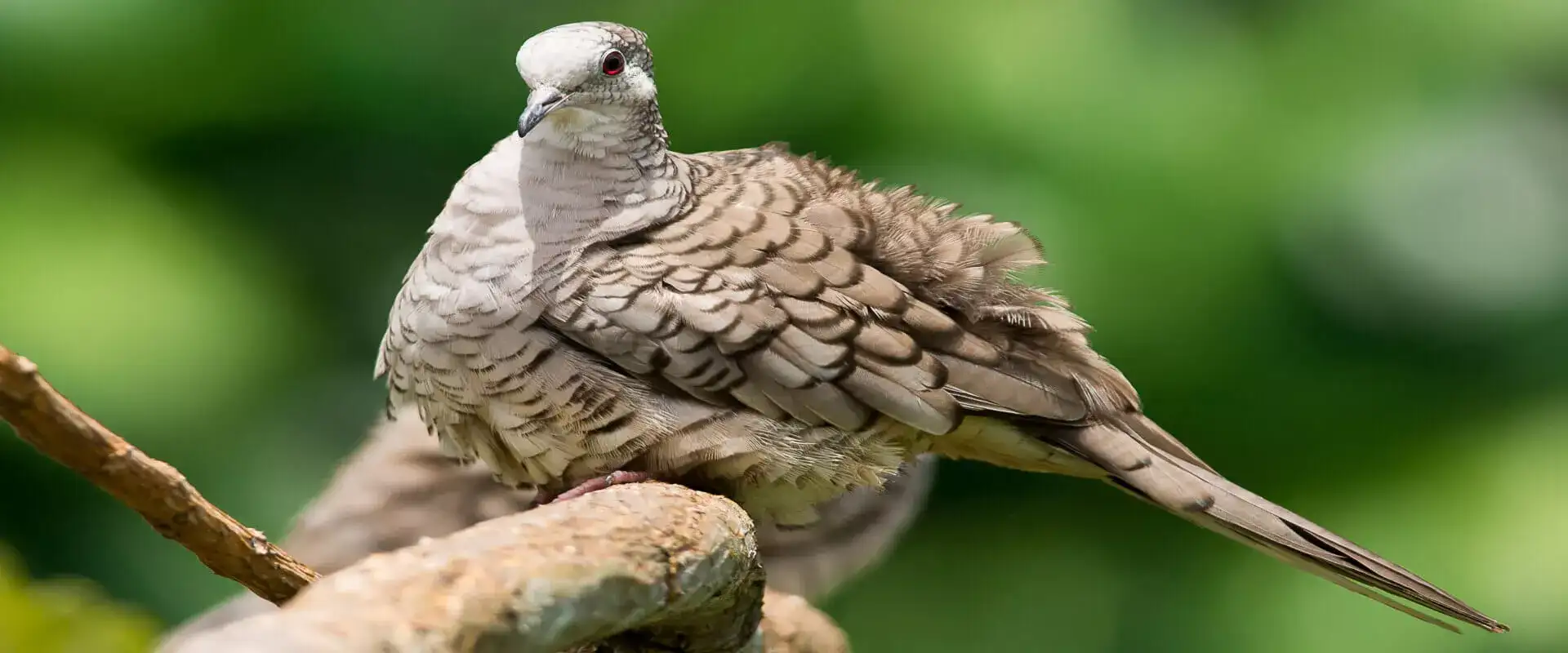 Observación de Aves Parque Nacional Carara | Costa Rica