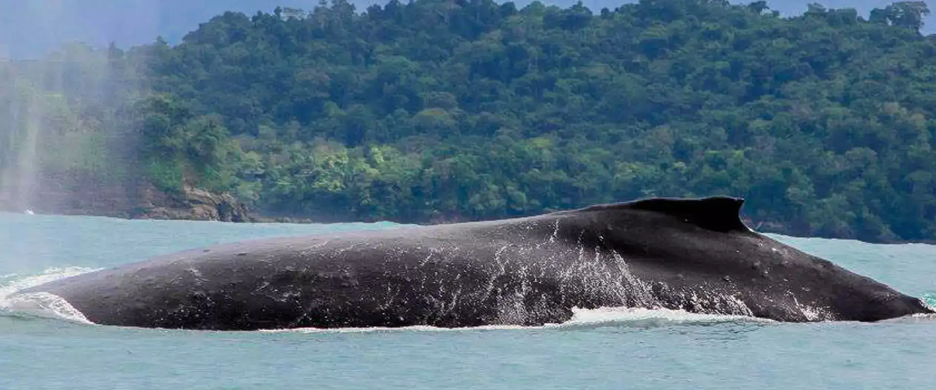 Aventura de Jet Ski (avistamiento de ballenas y delfines) | Costa Rica