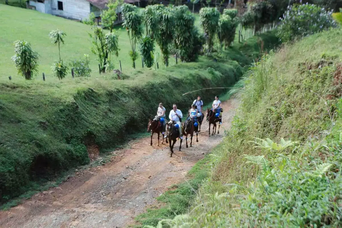 Horse Back Riding Tour in The Rainforest