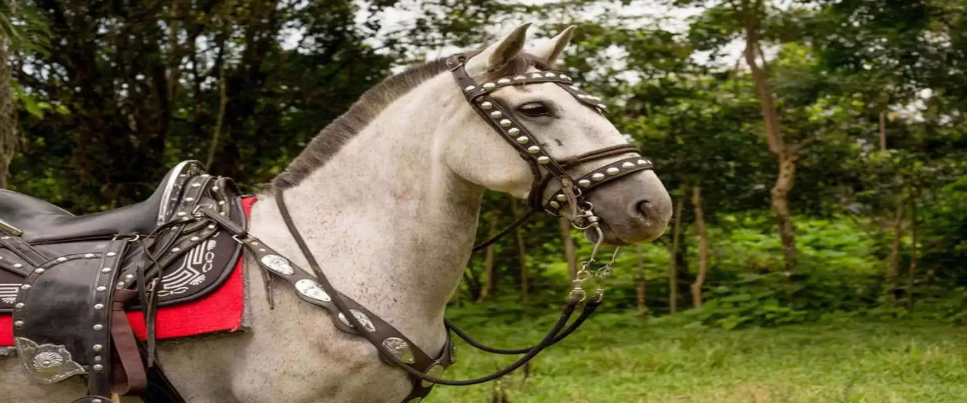 Horseback riding in Manuel Antonio | Costa Rica