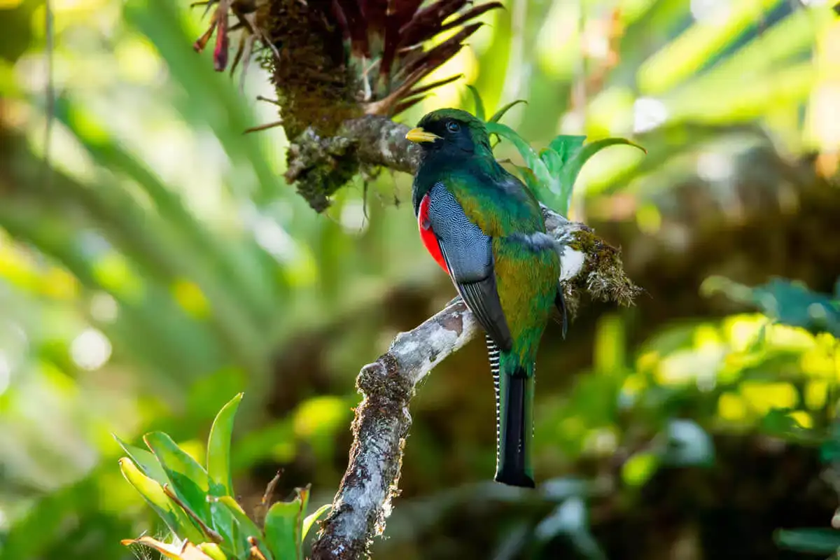 High Lands Bird Watching Expedition (Quetzal Tour)