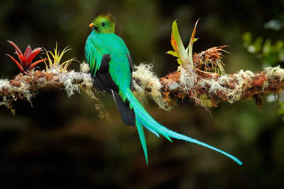 High Lands Bird Watching Expedition (Quetzal Tour)