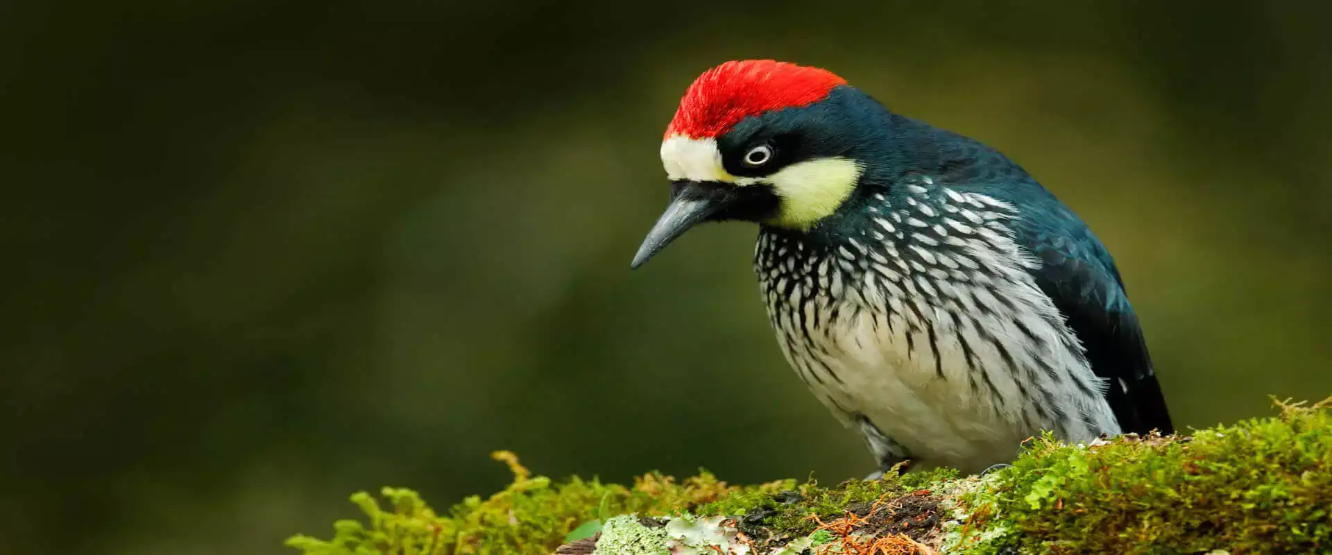 Expedición de las Montañas altas Para Observar Aves (Quetzal Tour) | Costa Rica Jade Tours