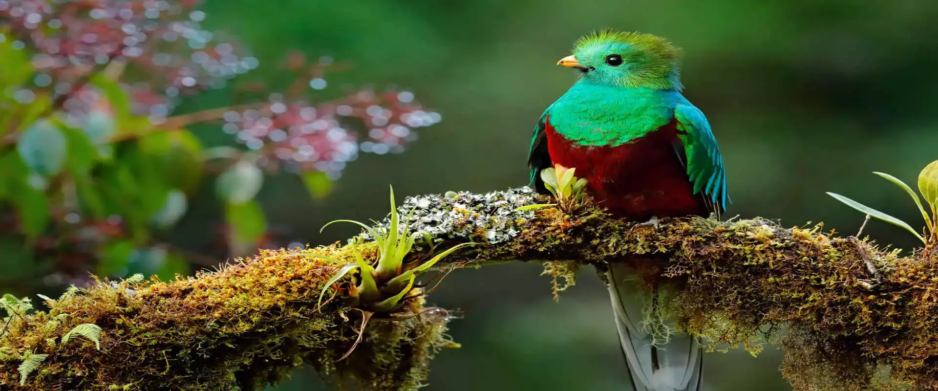 Expedición de las Montañas altas Para Observar Aves (Quetzal Tour) | Costa Rica Jade Tours