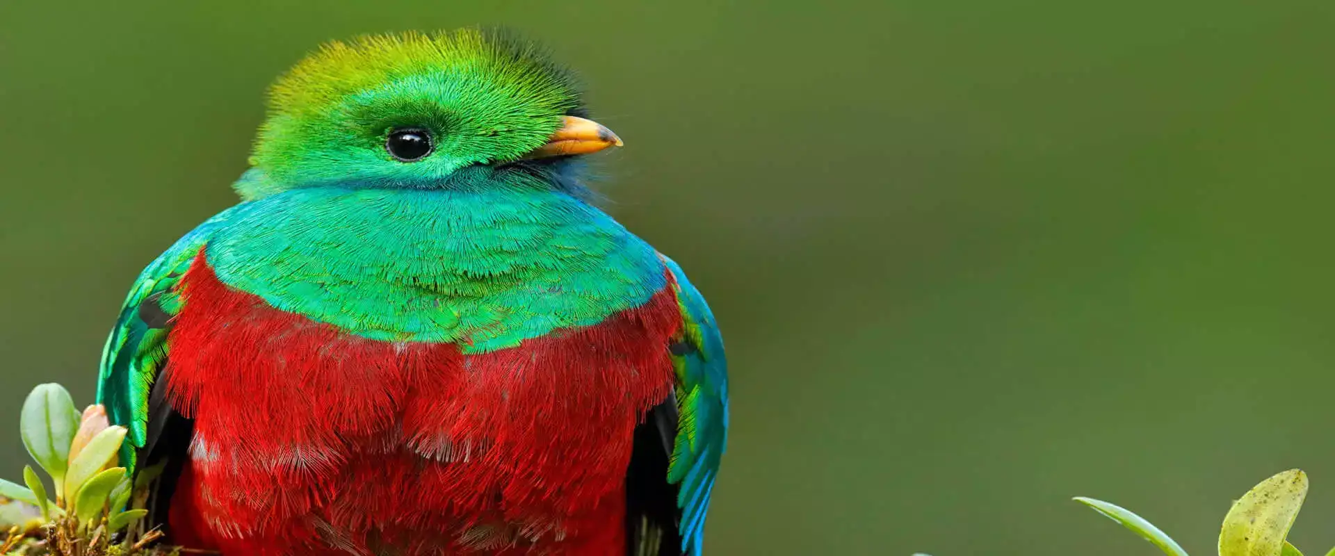 Expedición de las Montañas altas Para Observar Aves (Quetzal Tour) | Costa Rica Jade Tours