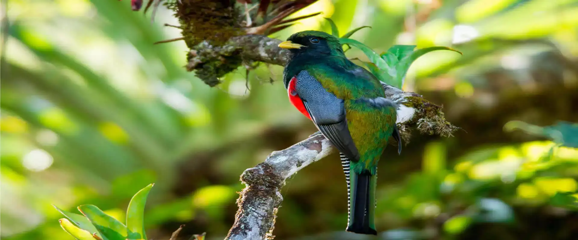 Quetzal and Highland Expedition Bird Watching Tour | Costa Rica