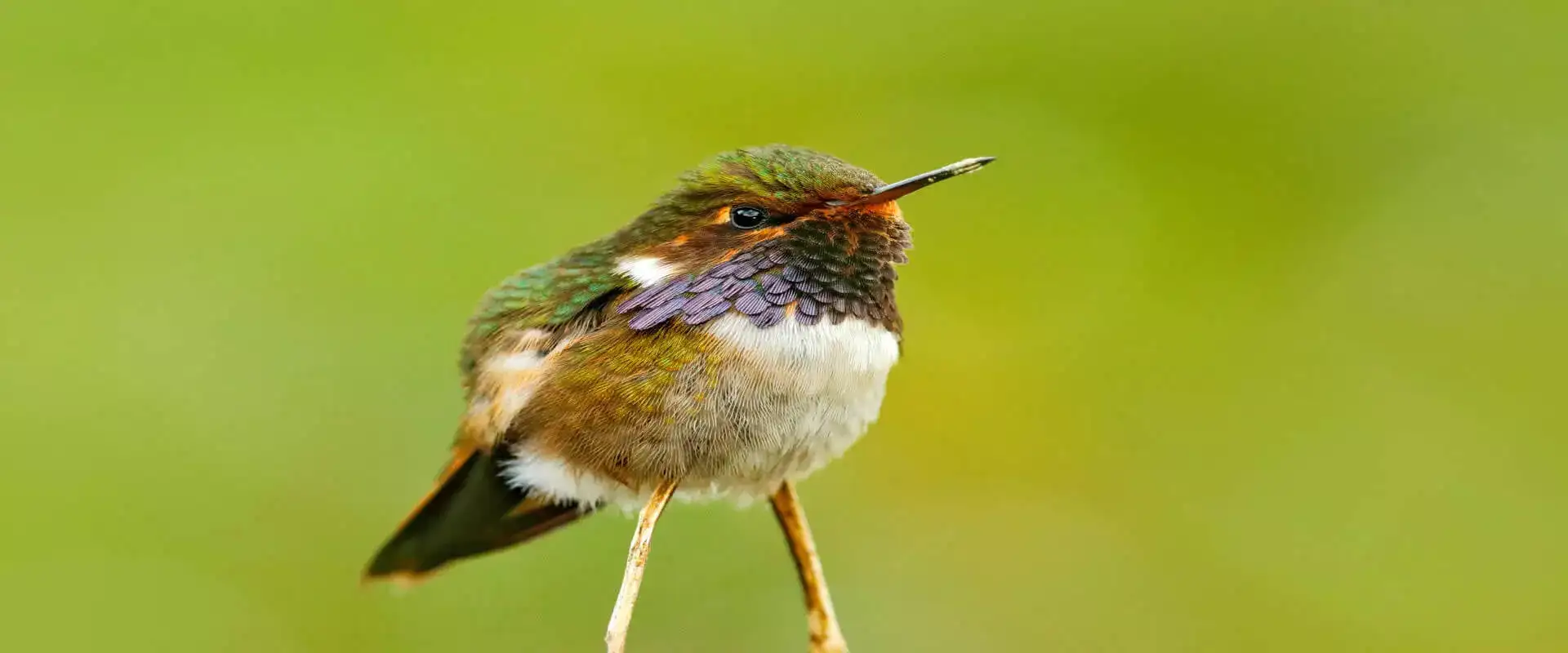 Expedición de las Montañas altas Para Observar Aves (Quetzal Tour) | Costa Rica Jade Tours