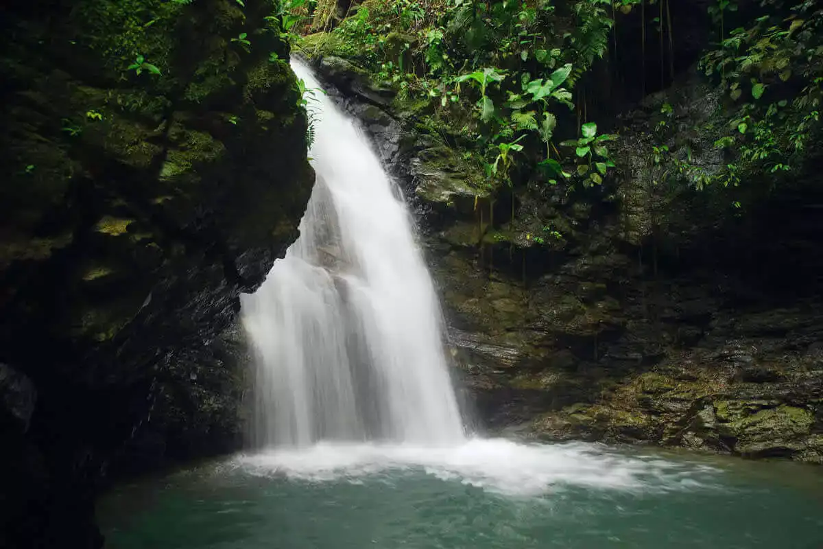 Virgin Rain Forest and Waterfalls Tour