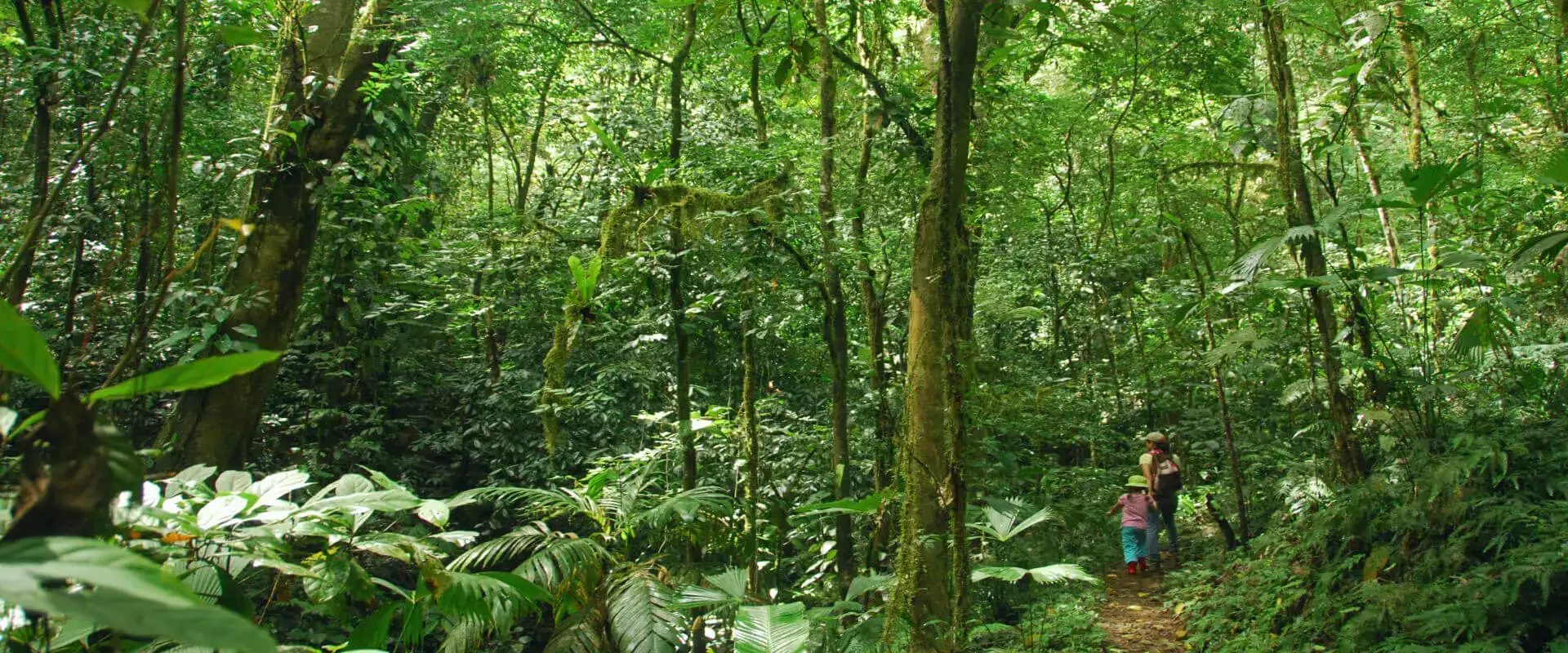 Virgen Rain Forest and Waterfalls Tour in Manuel Antonio | Costa Rica