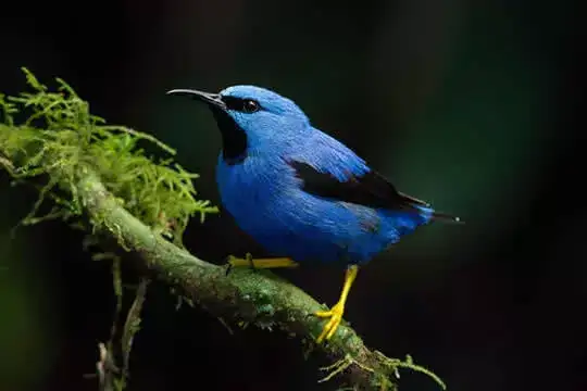 Observación de Aves Parque Nacional Carara