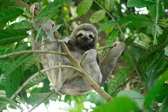 Corcovado Park One Day Tour