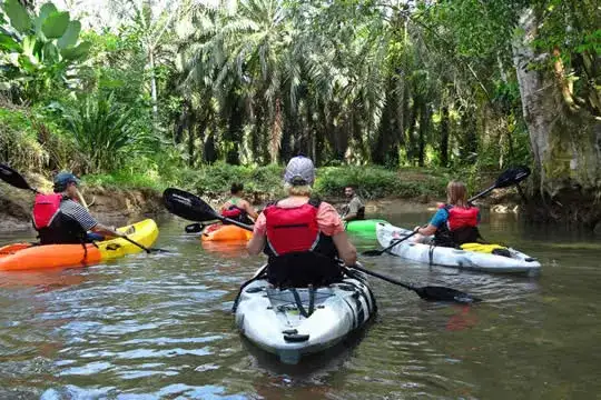 Damas Mangrove Kayak Tour