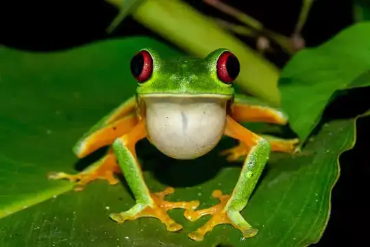Night Jungle Tour (Dinner Included)