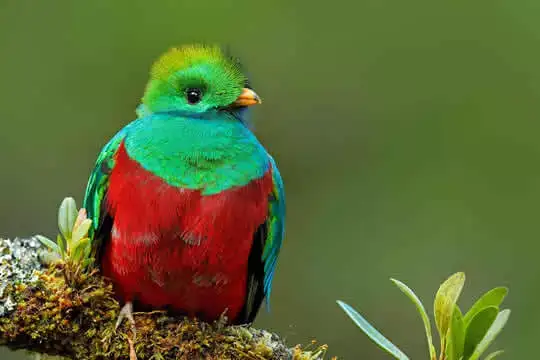 Expedición de las Montañas altas Para Observar Aves (Quetzal Tour)