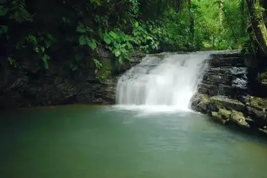 Virgin Rainforest & Waterfalls Tour